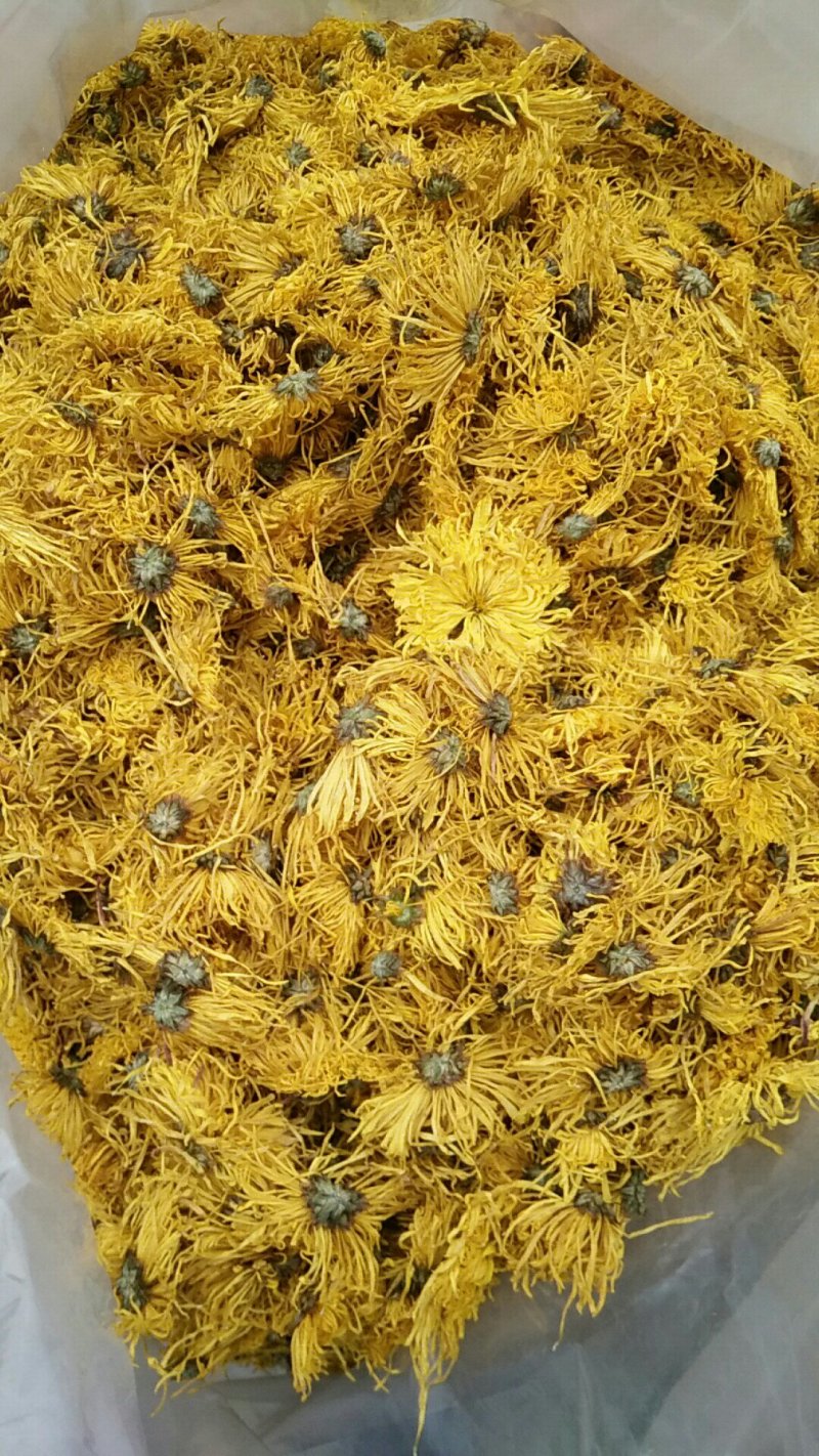 金丝皇菊