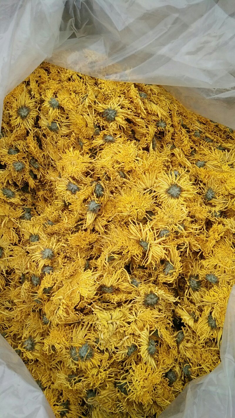 金丝皇菊