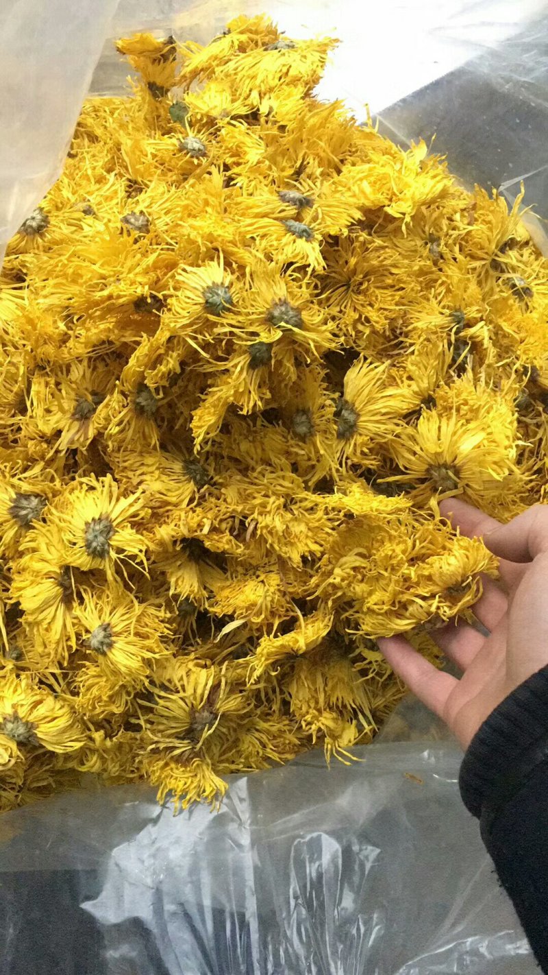 金丝皇菊