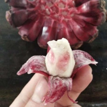 布福娜苗