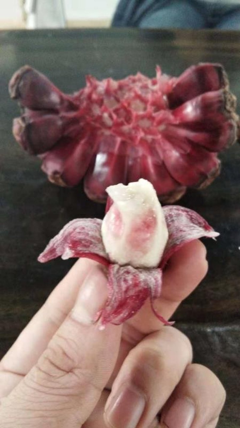 布福娜苗