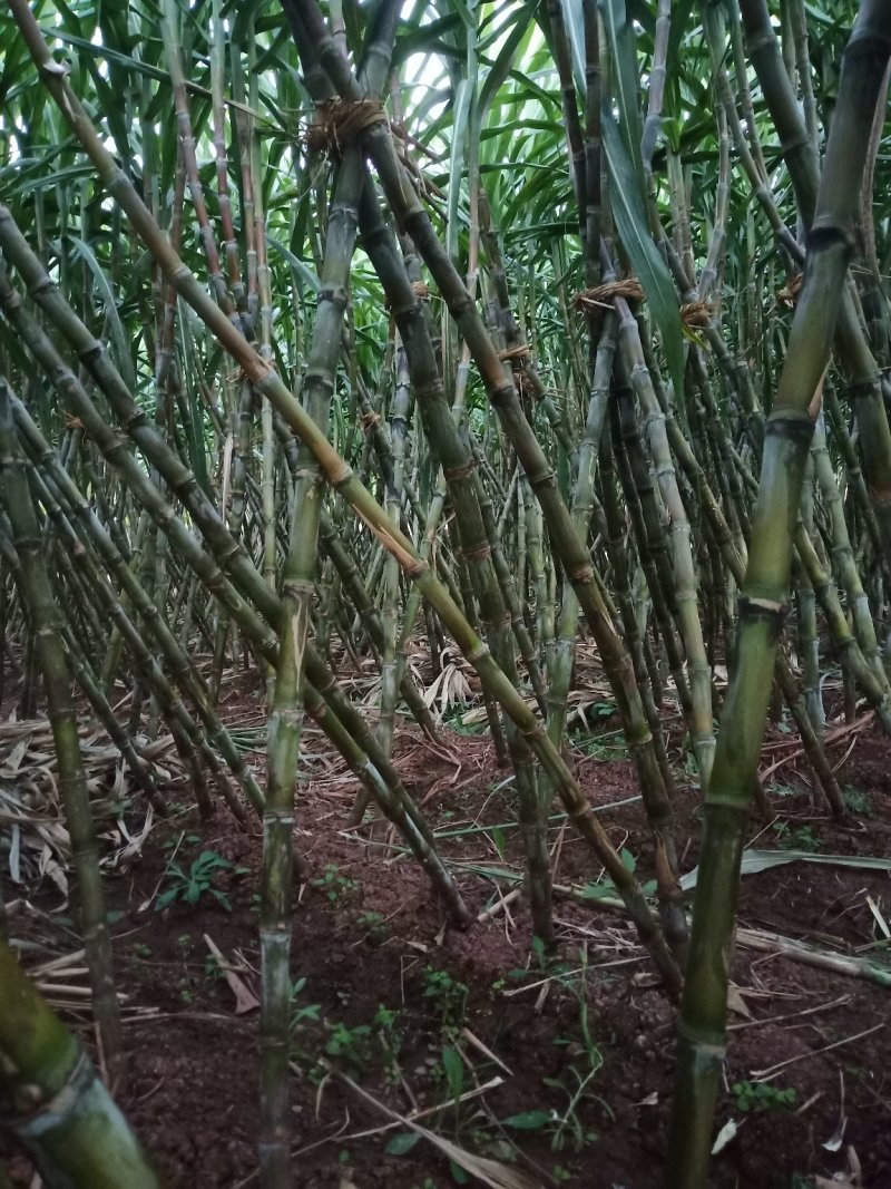 甘蔗