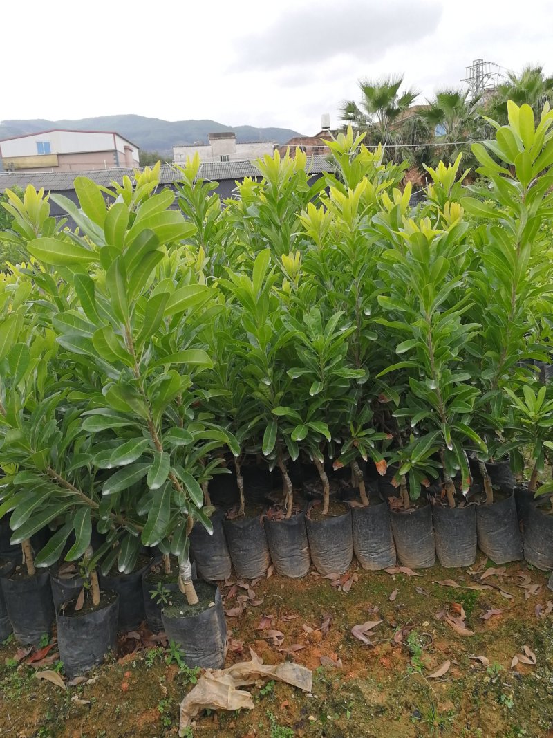 杨梅苗（东魁）（硬丝）（软丝）杯苗