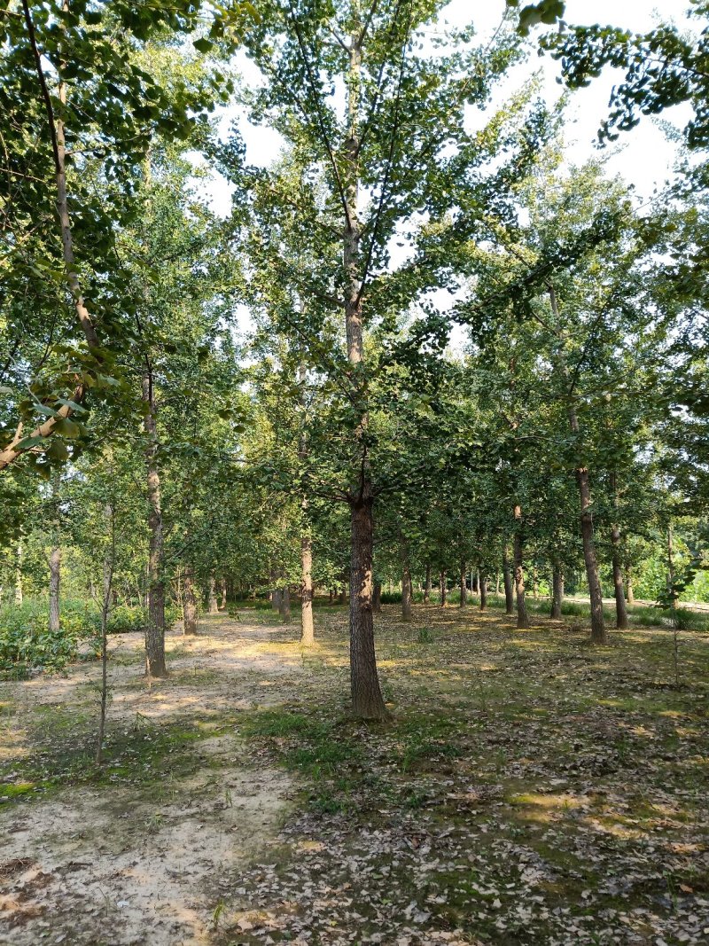 银杏树