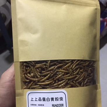 黄粉虫