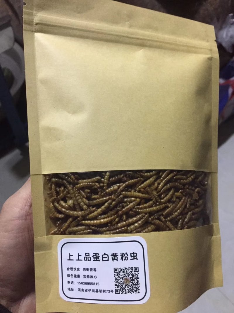 黄粉虫