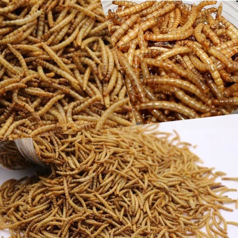 黄粉虫