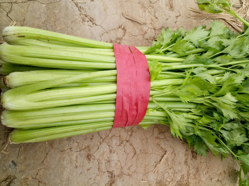 剁头西芹。70公分左右3毛。毛菜也同时大量上市中。