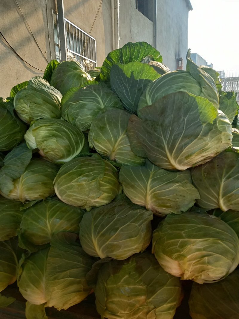 平包菜大量上市