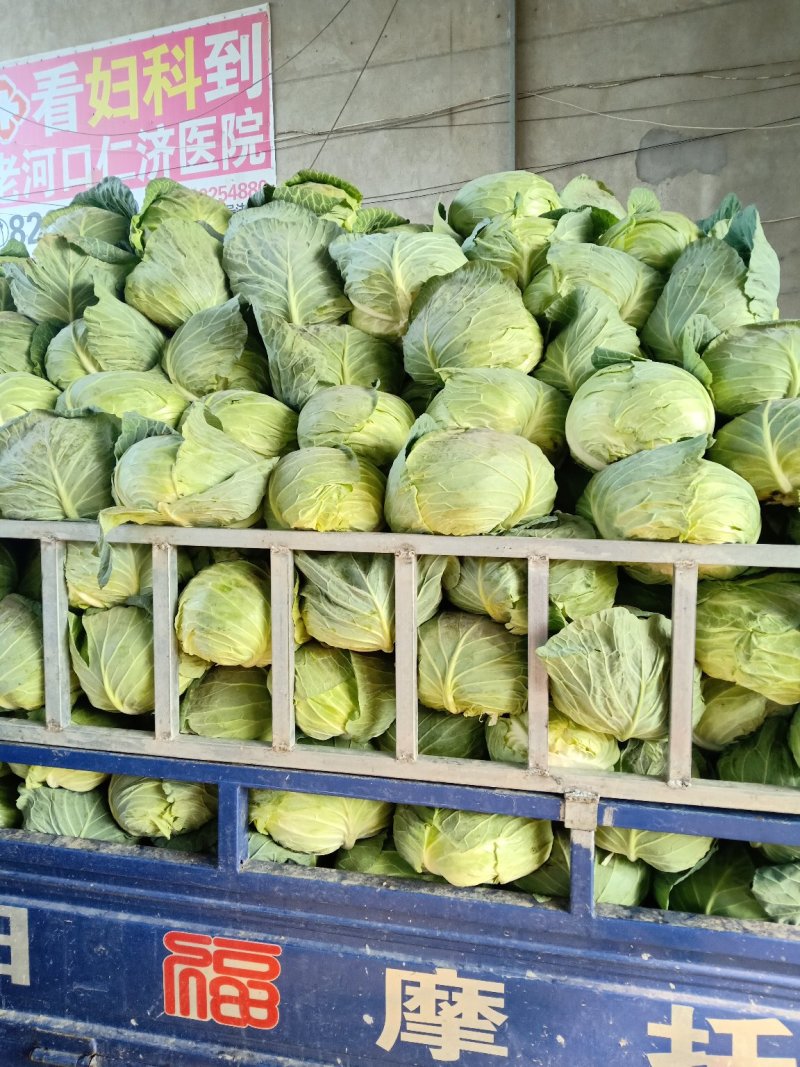 平包菜大量上市
