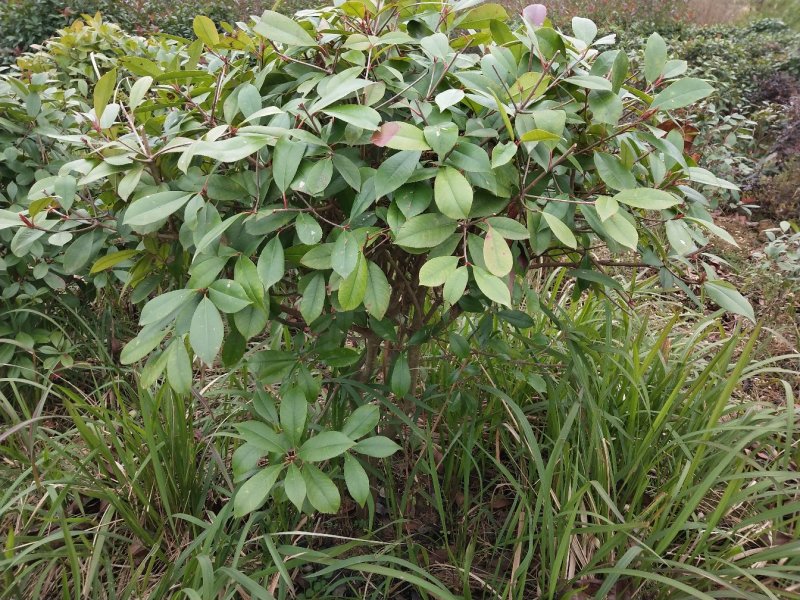 红叶石楠