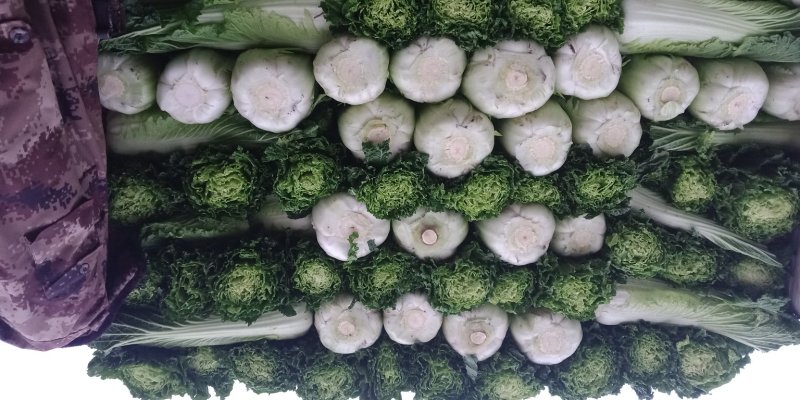 河间市大白菜持续供货中绿白菜津青秋绿75/60白菜