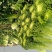 河间市大白菜持续供货中绿白菜津青秋绿75/60白菜