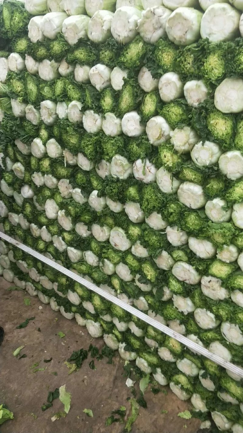 河间市大白菜持续供货中绿白菜津青秋绿75/60白菜