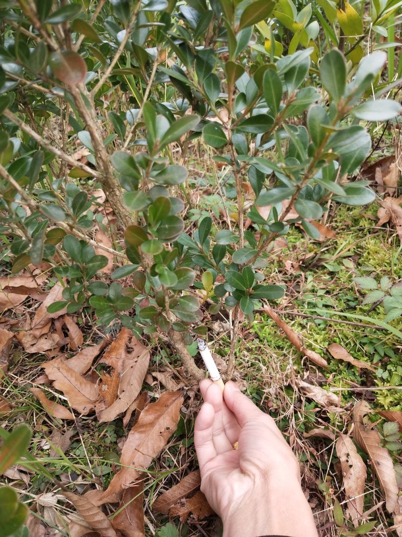 小叶黄杨