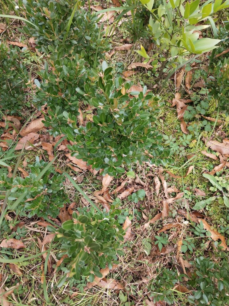 小叶黄杨