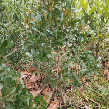 小叶黄杨
