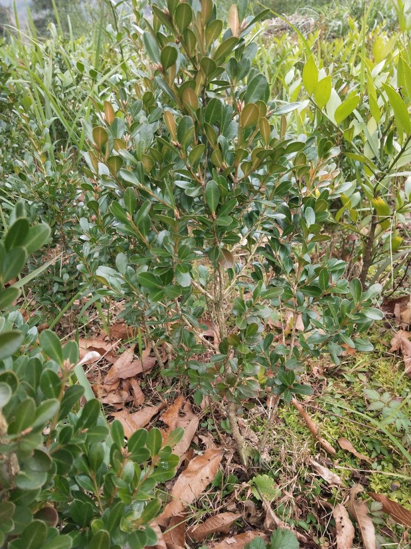 小叶黄杨