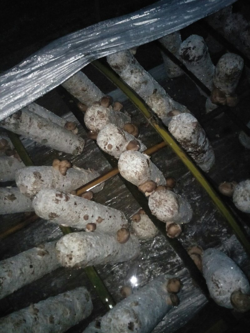 鲜香菇