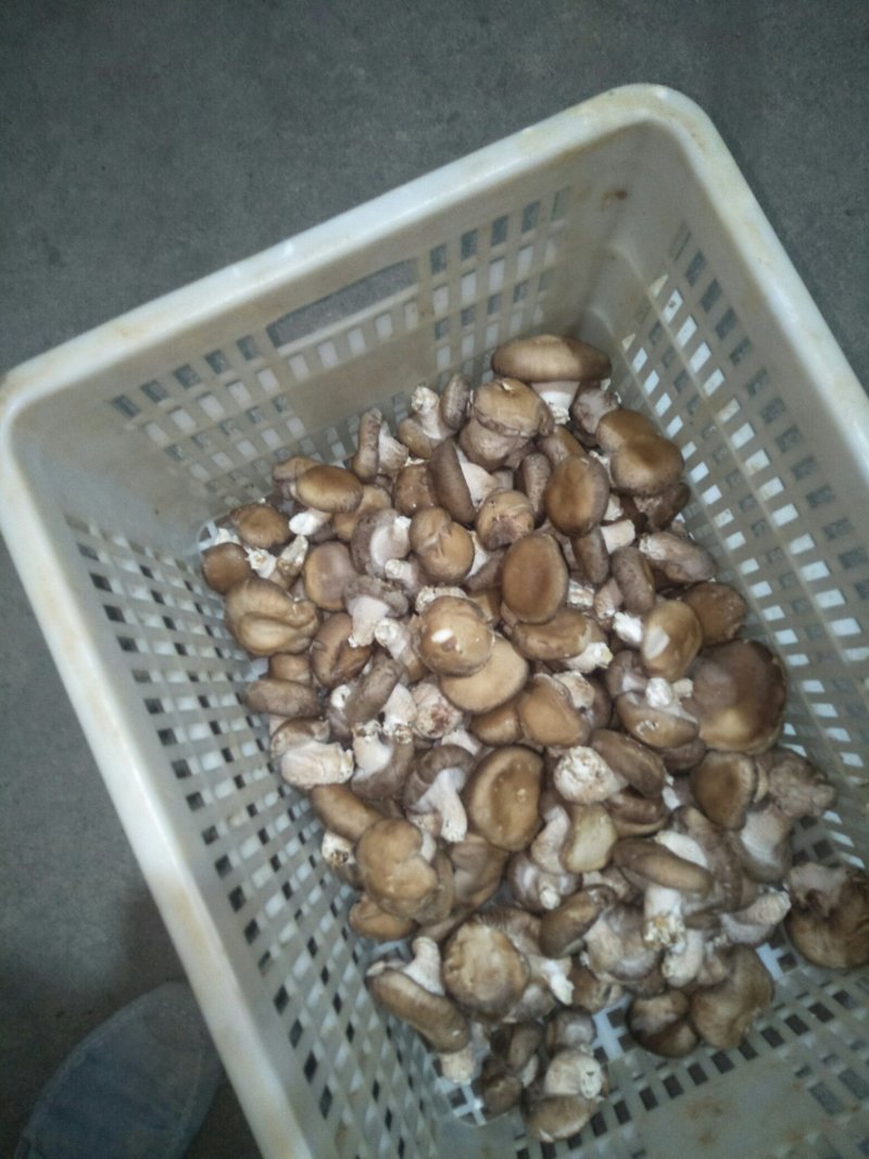 鲜香菇