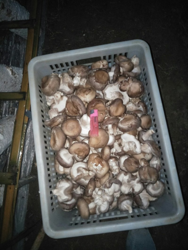 鲜香菇