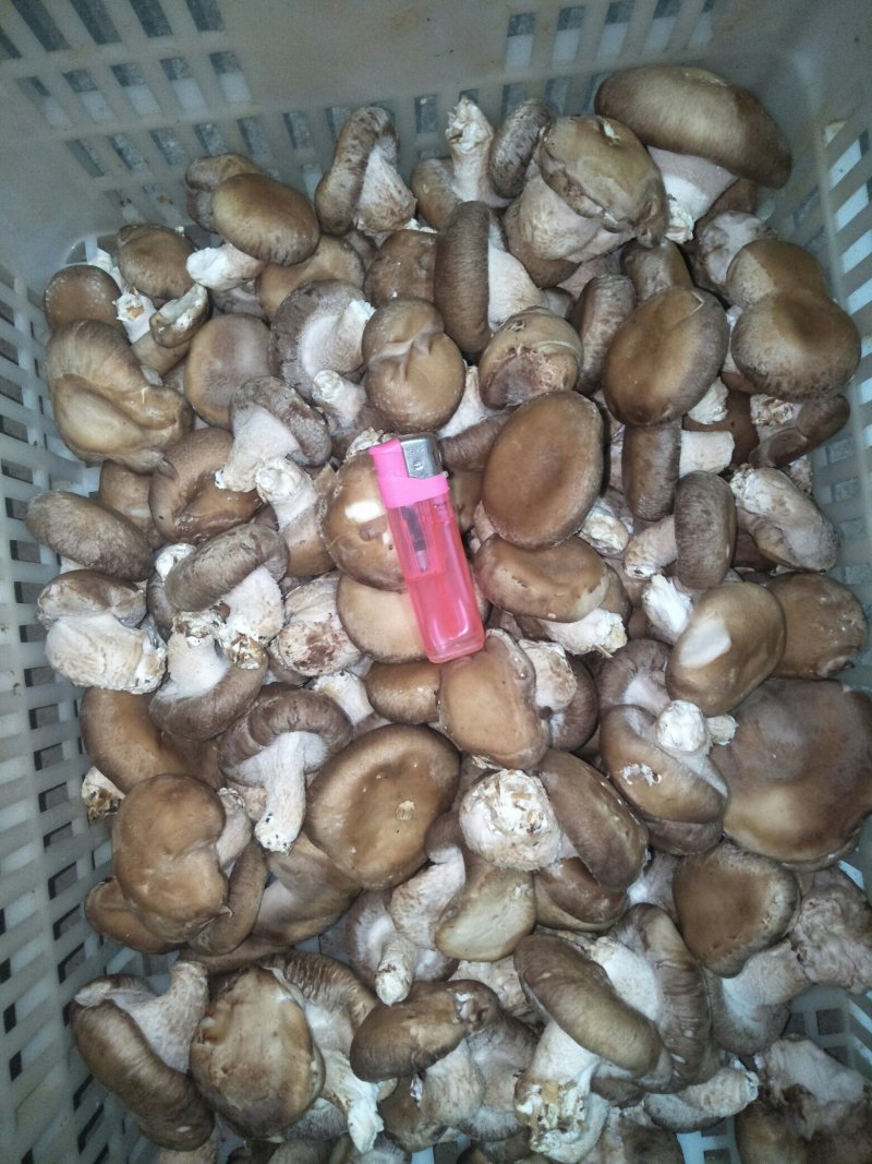 鲜香菇