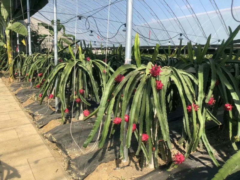 红色火龙果苗