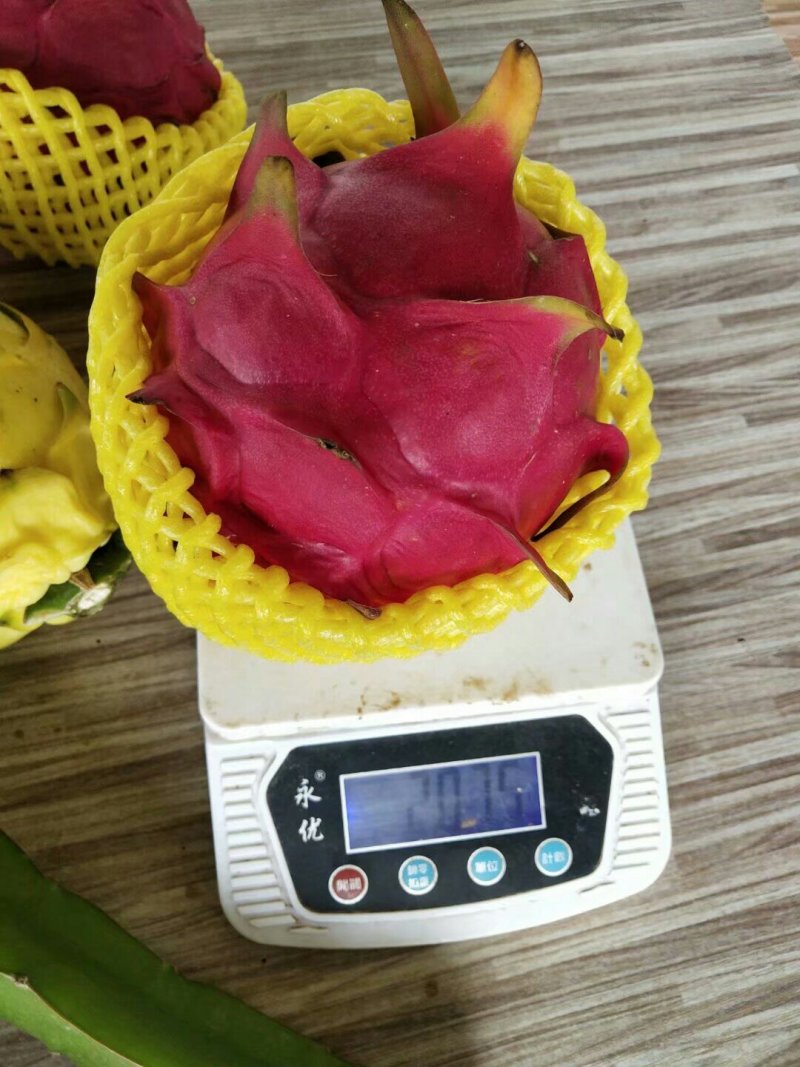 红色火龙果苗