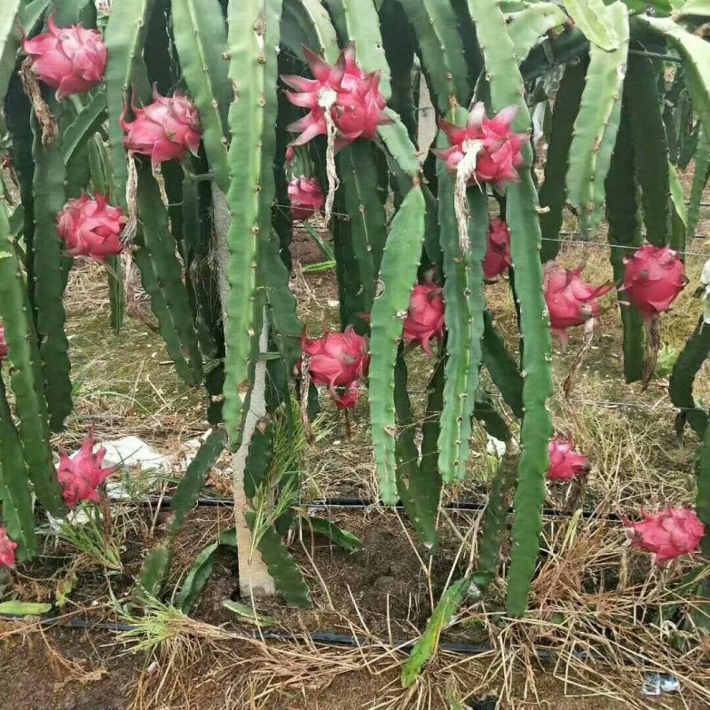 红色火龙果苗
