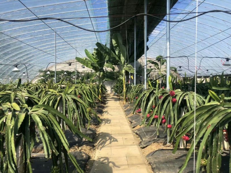 红色火龙果苗