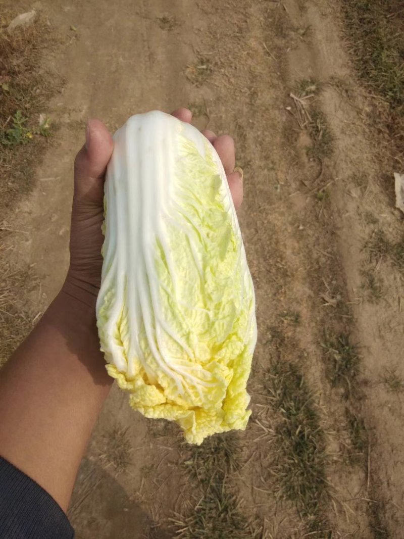 娃娃菜，产地直供，代发全国，诚信经营。精品娃娃菜。