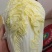 娃娃菜，产地直供，代发全国，诚信经营。精品娃娃菜。