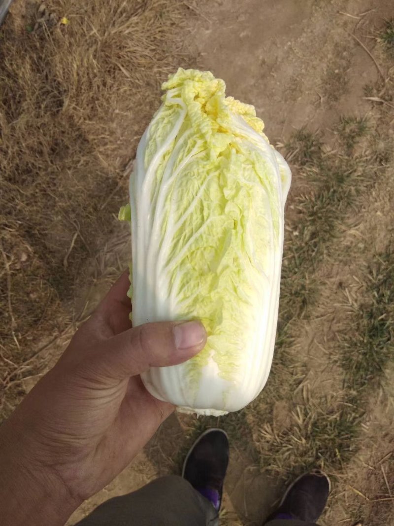 娃娃菜，产地直供，代发全国，诚信经营。精品娃娃菜。