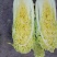 娃娃菜，产地直供，代发全国，诚信经营。精品娃娃菜。