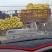 娃娃菜，产地直供，代发全国，诚信经营。精品娃娃菜。