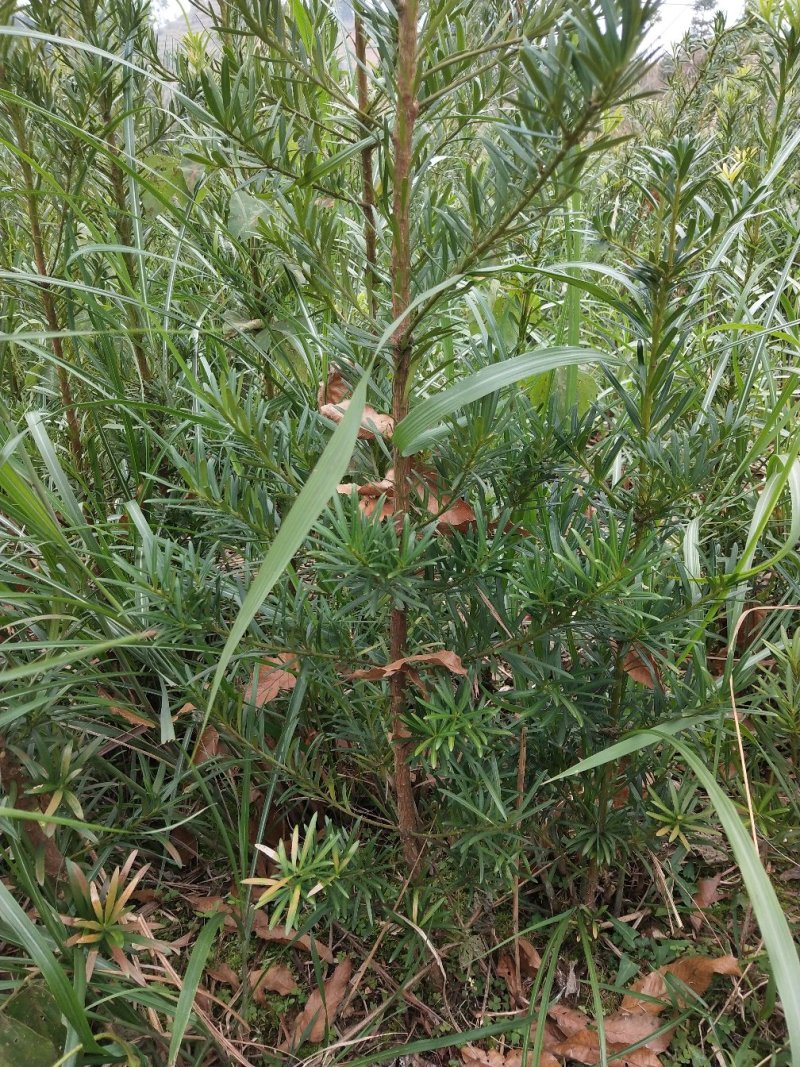 罗汉松