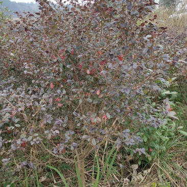 红花檵木球