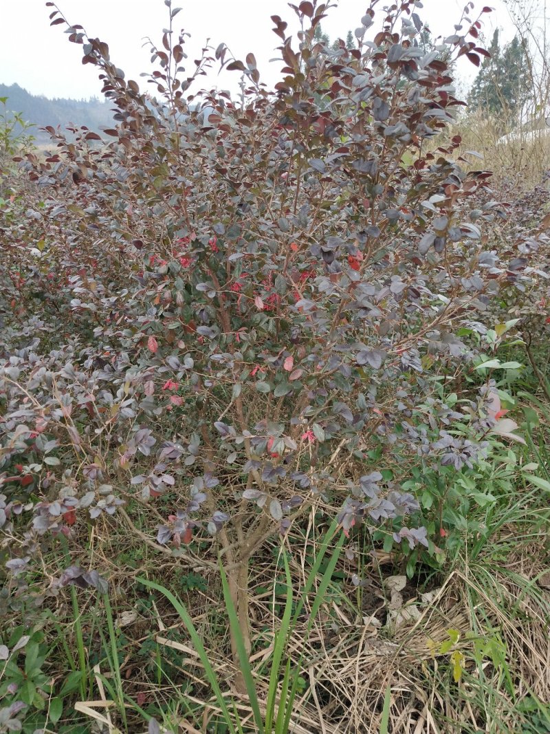 红花檵木球