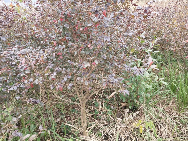 红花檵木球