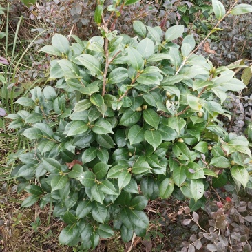 大茶花球
