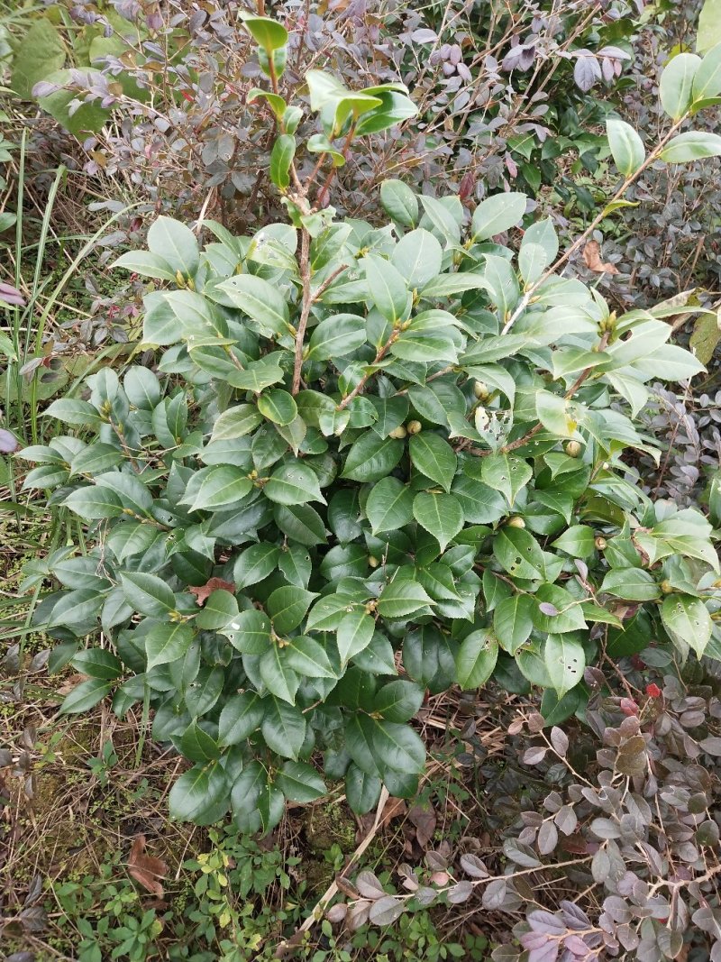 大茶花球