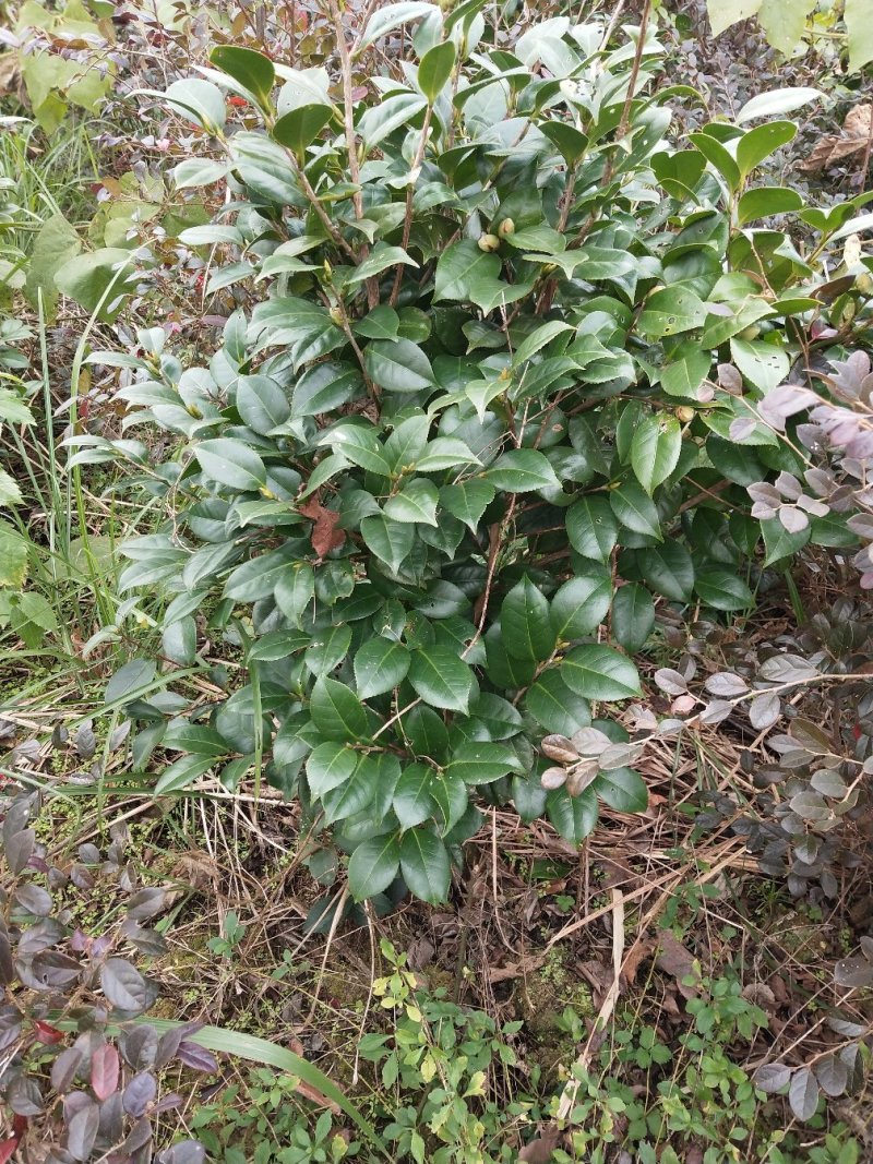 大茶花球