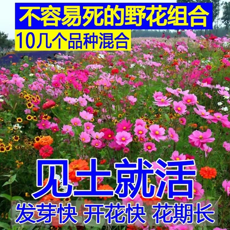 四季播种波斯菊种子格桑花种子组合花籽易活开花不断种子花种