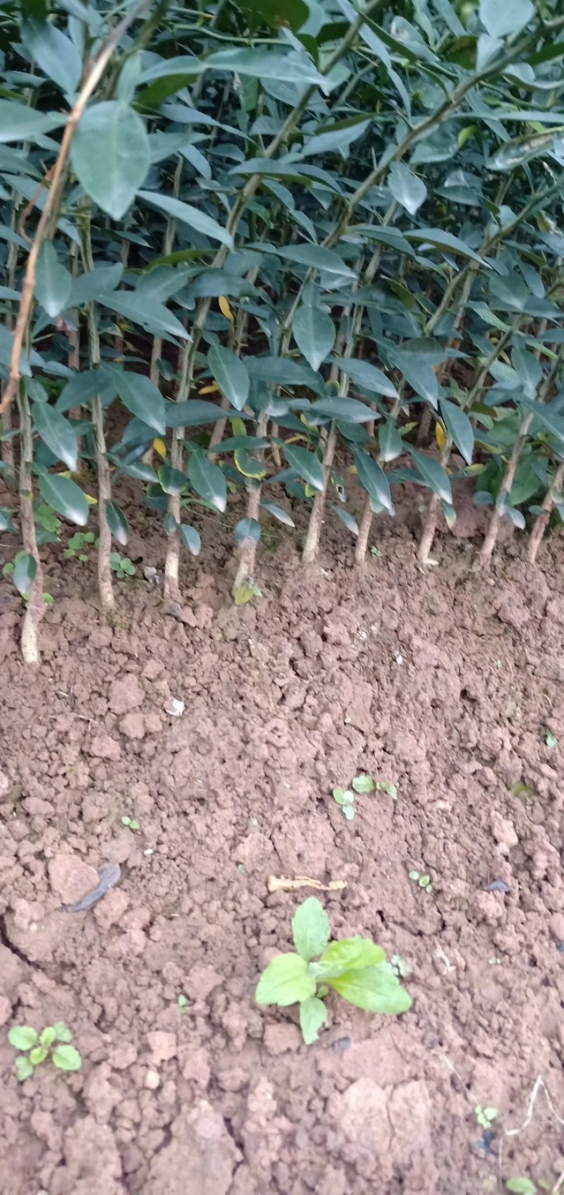 香橙苗