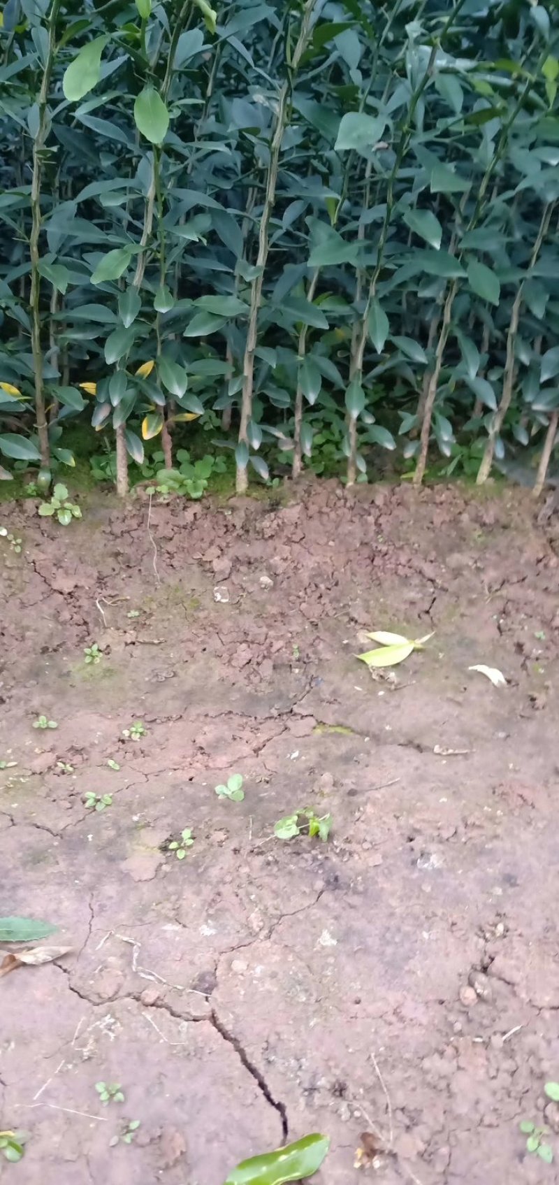 香橙苗