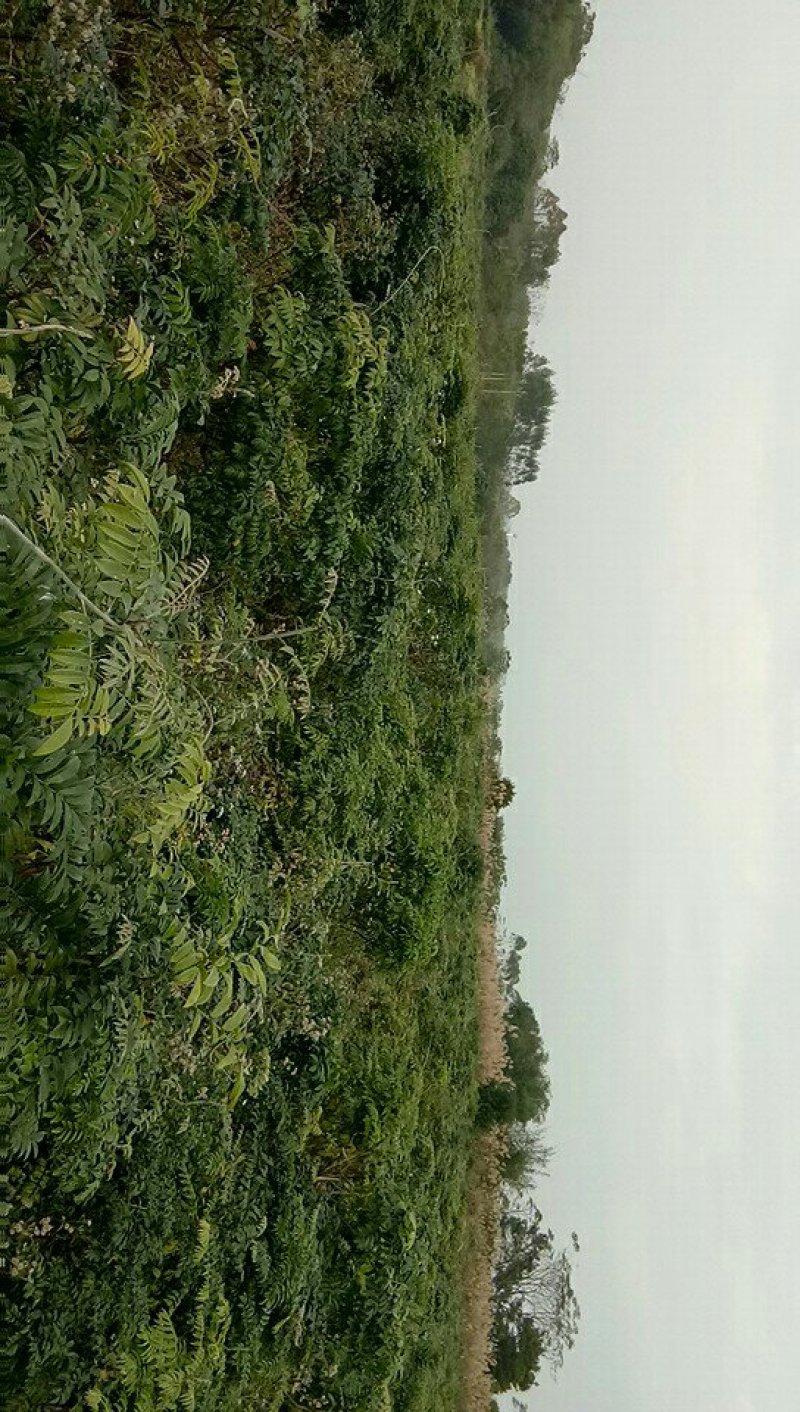 中药材