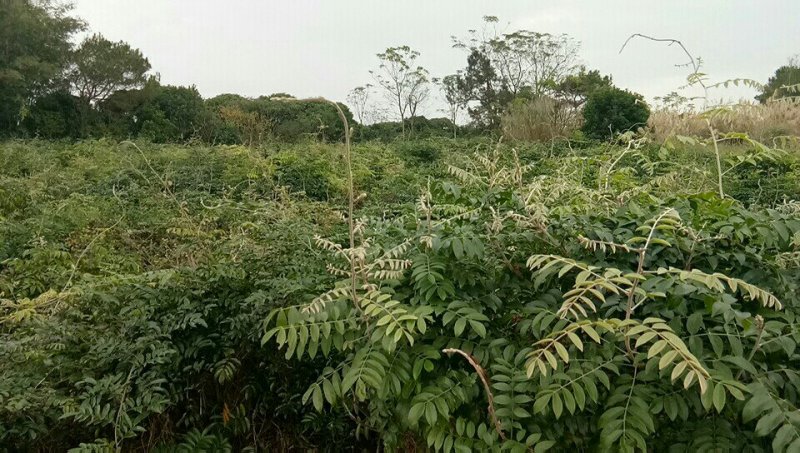 中药材