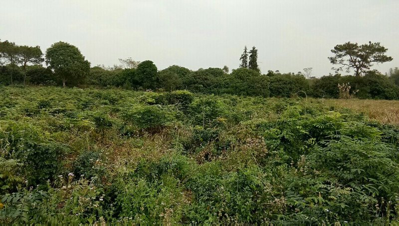 中药材
