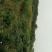 中药材