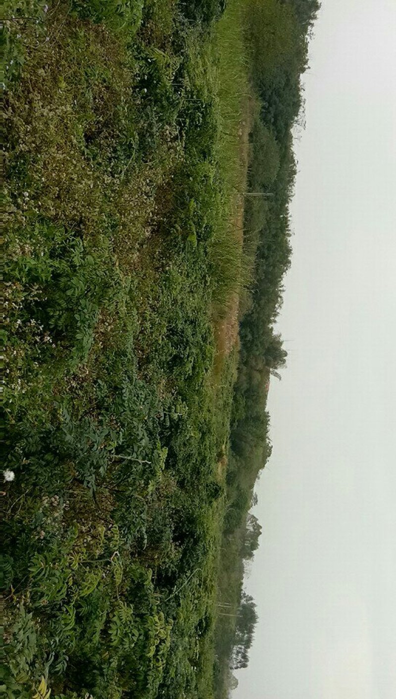 中药材